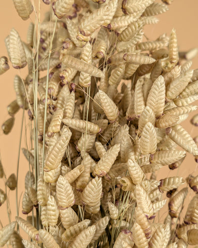 Gedroogde briza maxima – naturel