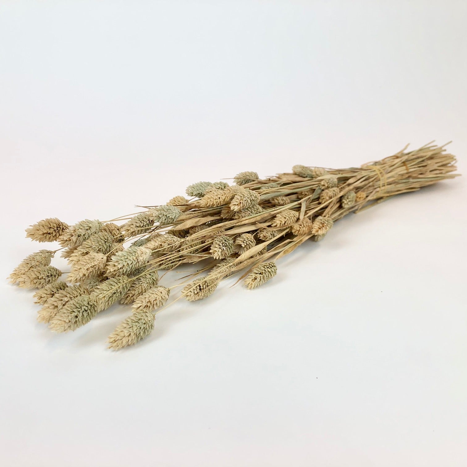 Getrocknete Phalararis halb Sonnenbleich (Kanariegras)