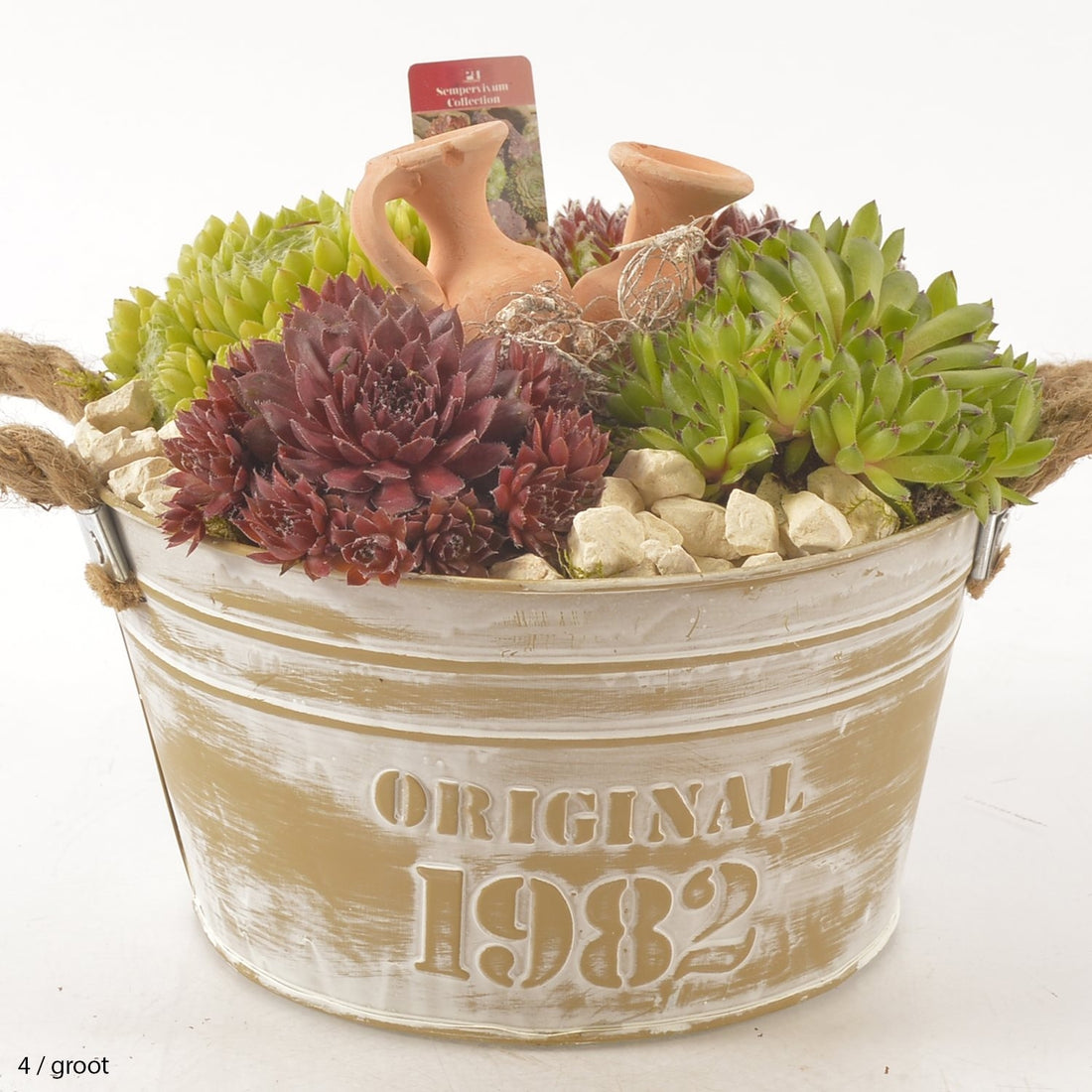 Sempervivum package in a zinc pot