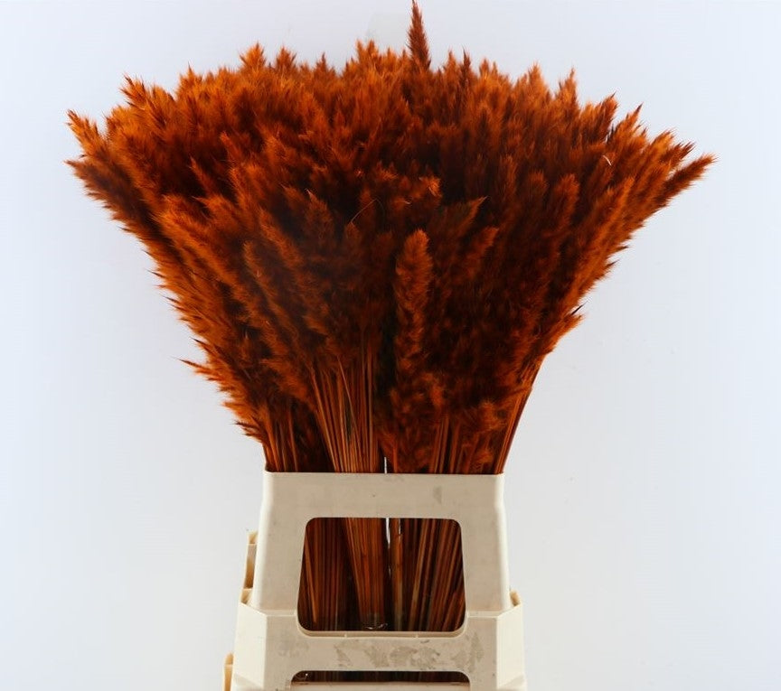 Gedroogde fluffy pampas (miscanthus) – oranje