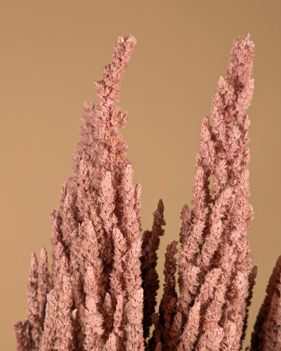 Gedroogde amaranthus – misty roze