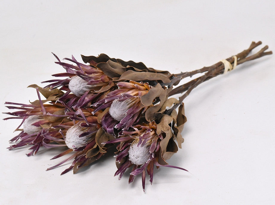 Protea dried small flower