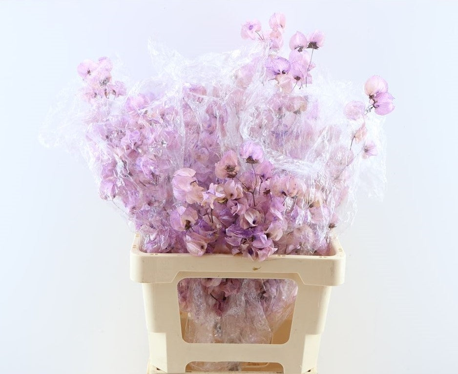 Bougainvillea bleached lavender colorful