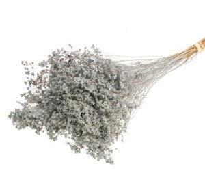 Dried Broom Bloom Gray Misty