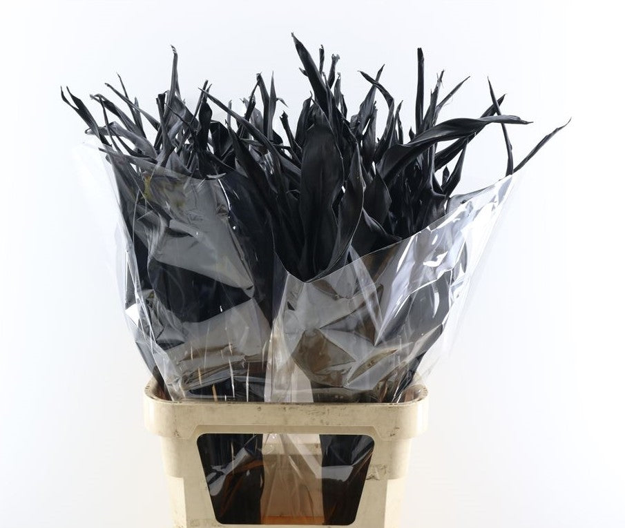 Strelitzia leaf dried black painted