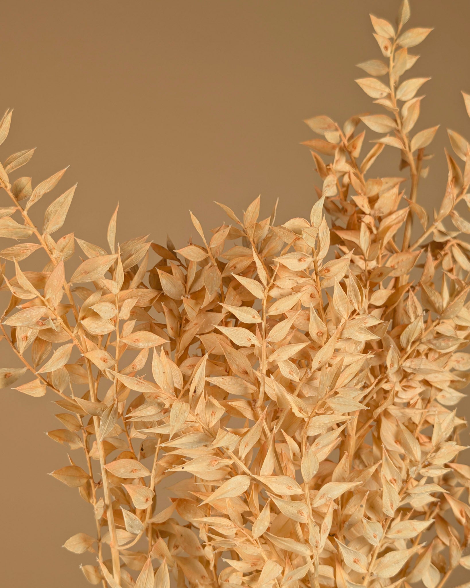 Rose rose rose rose rose