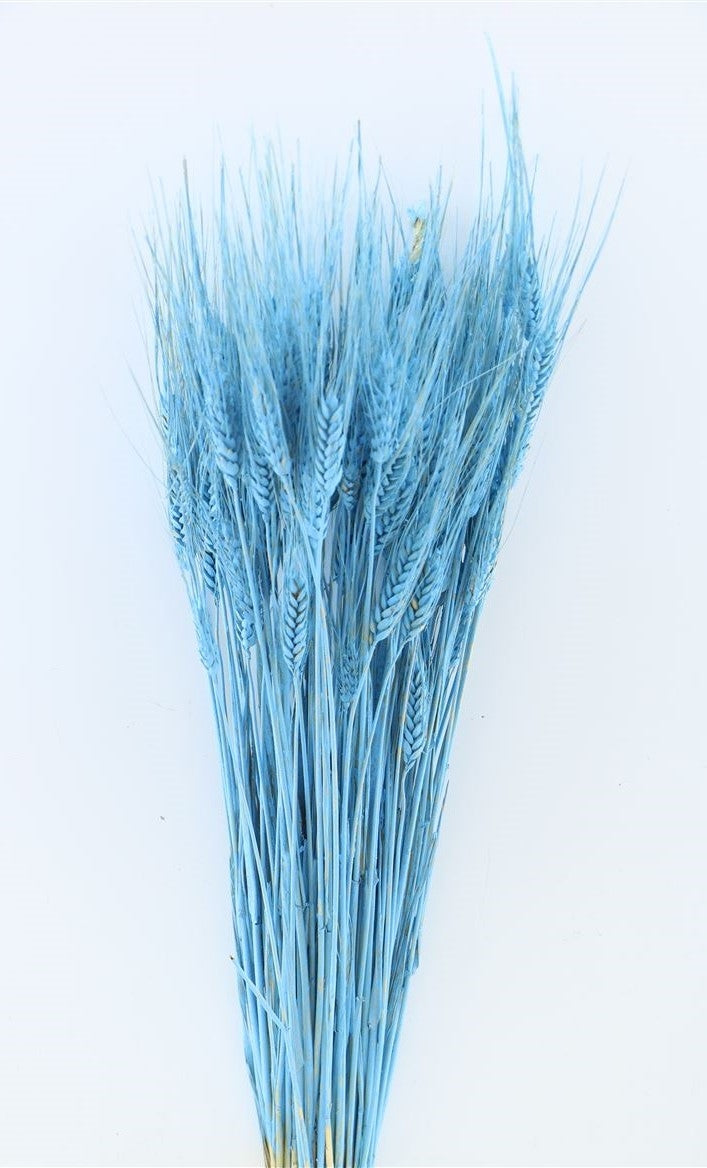 Dried tritical light blue