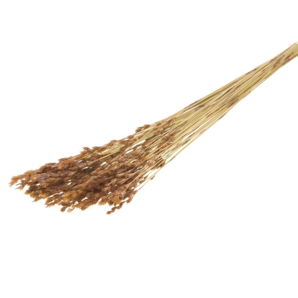 Gedroogde thatch reed – naturel bruin