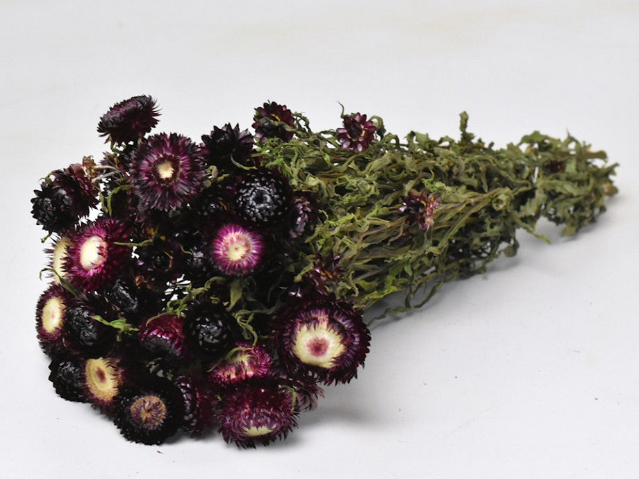 Dried Helichrysum Dark Purple