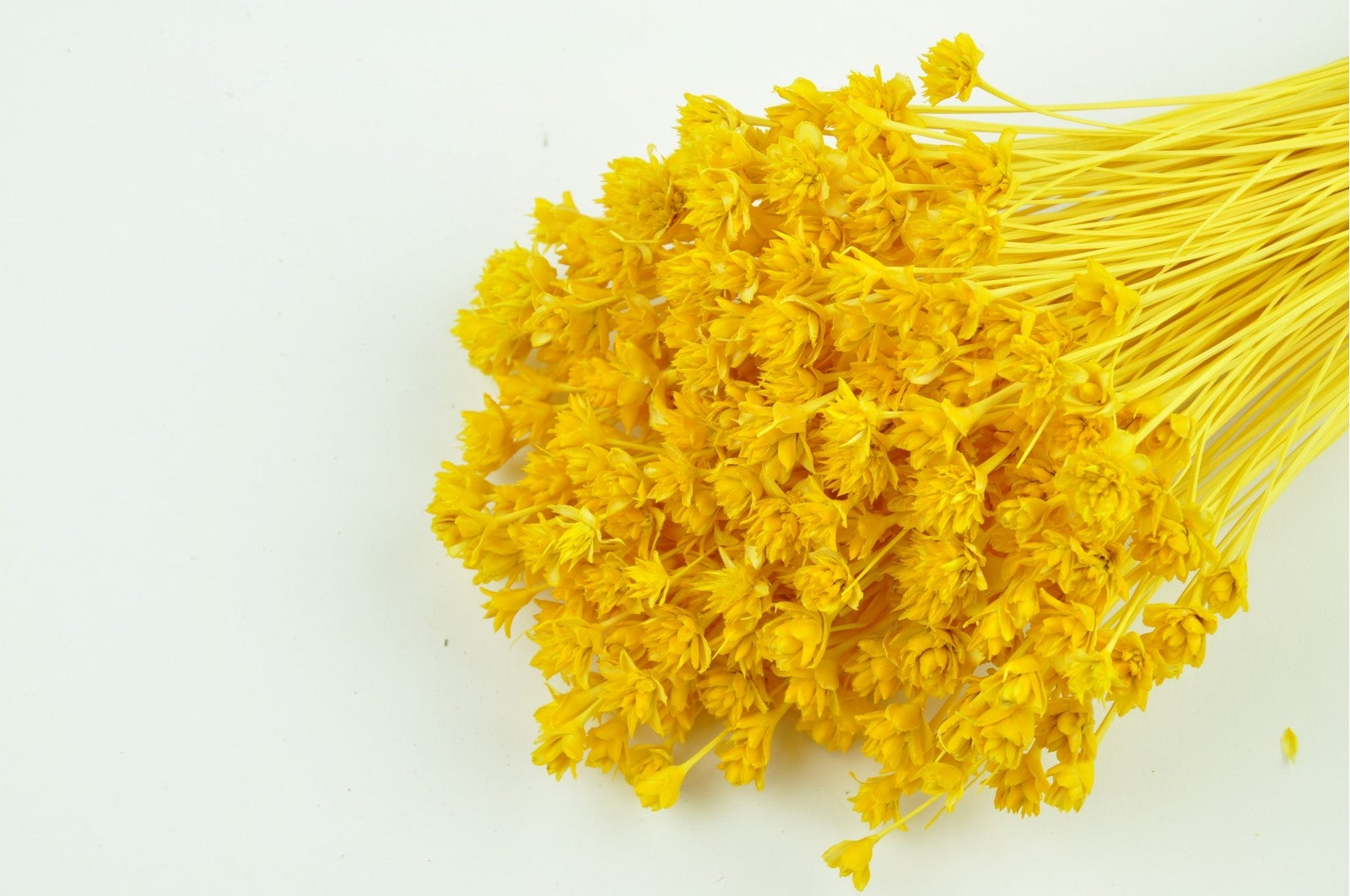 Fleur de colline blanchie jaune