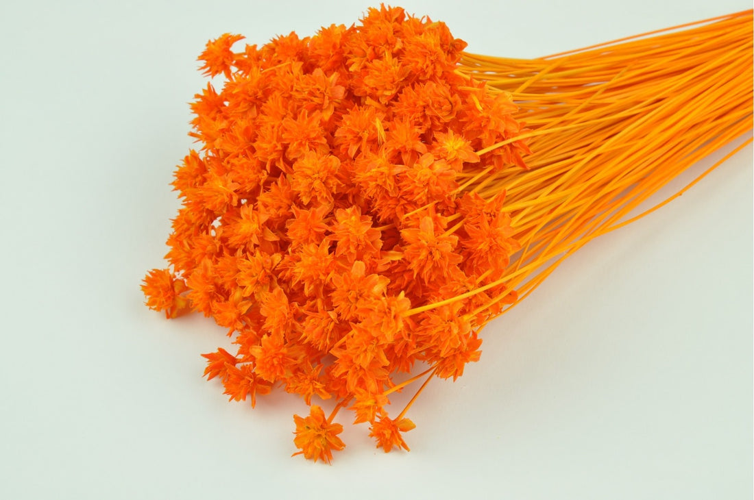 Fleur de colline blanchie orange