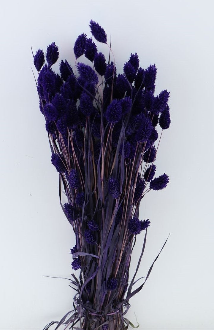 Dried Phalaris colored violet