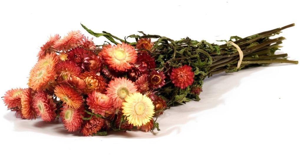 Gedroogde helichrysum (strobloem) – zalm