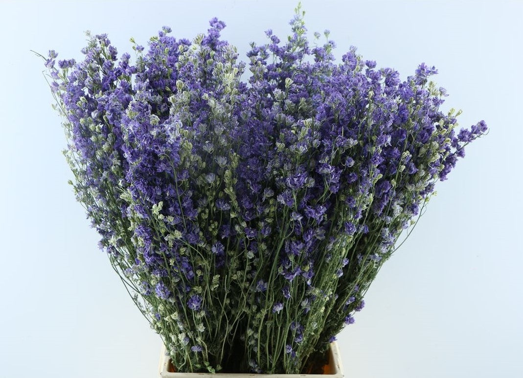 Dried Delphinium Ridderspoor Milka