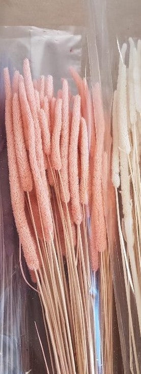 Dried Phleum Protensis Light Pink 150 grams