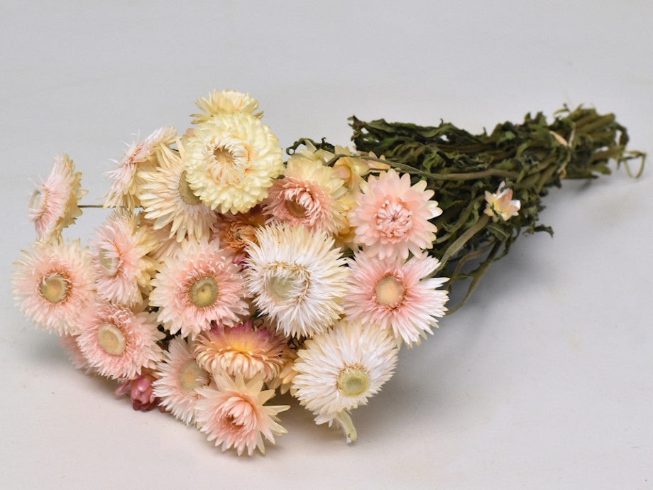 Dried Helichrysum White Pink