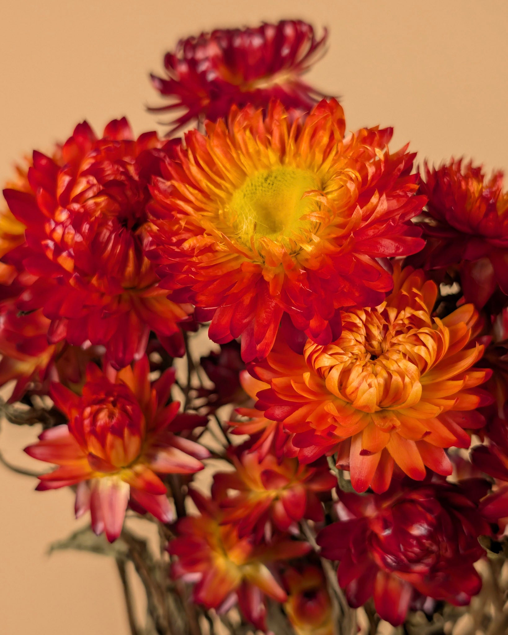 Getrocknete Helichrysum Orange Gelb