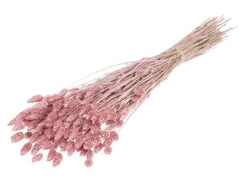 Dried Phalaris Misty Pink