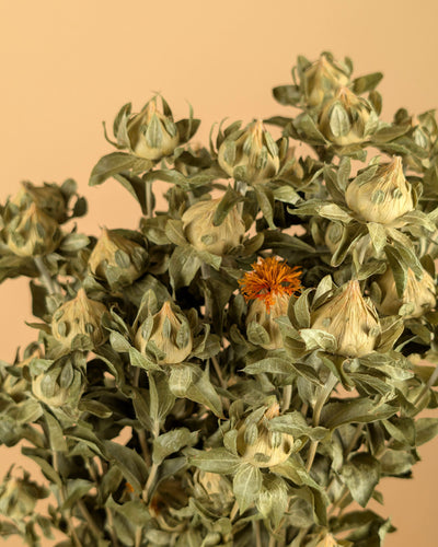 Dried Carthamus Green (natural)