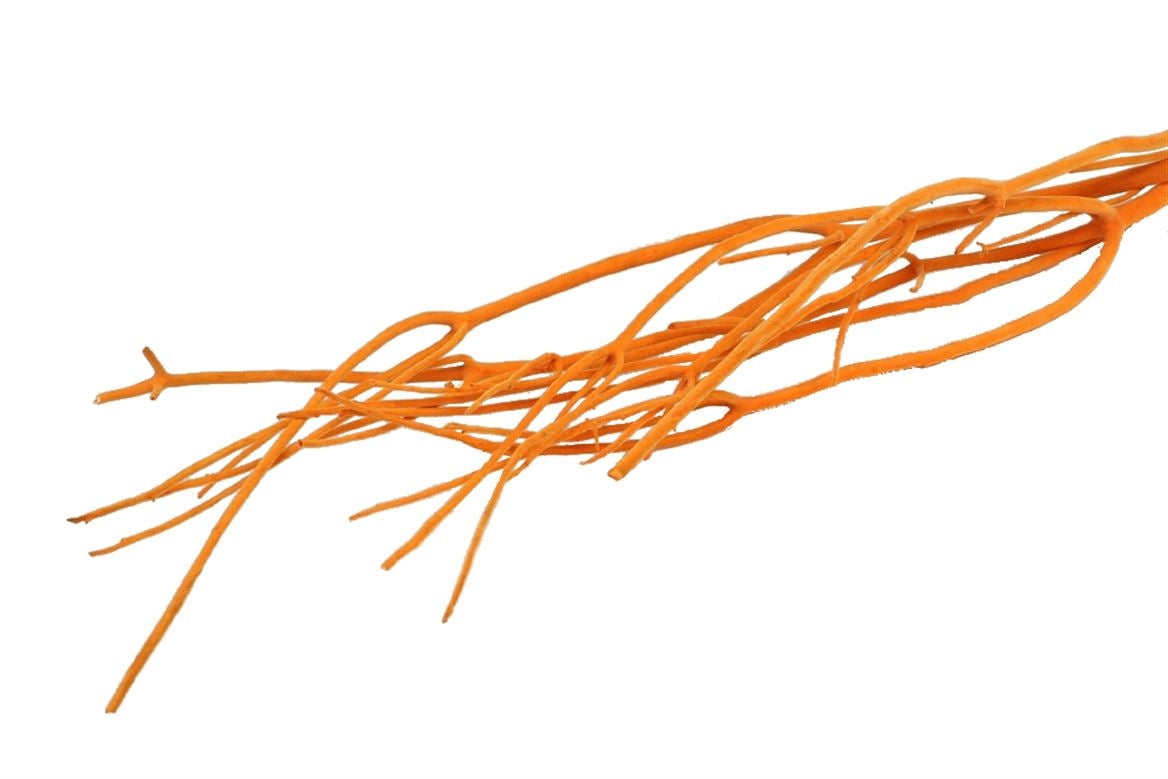 Les branches Mitsumata affluent l'orange par 3 branches