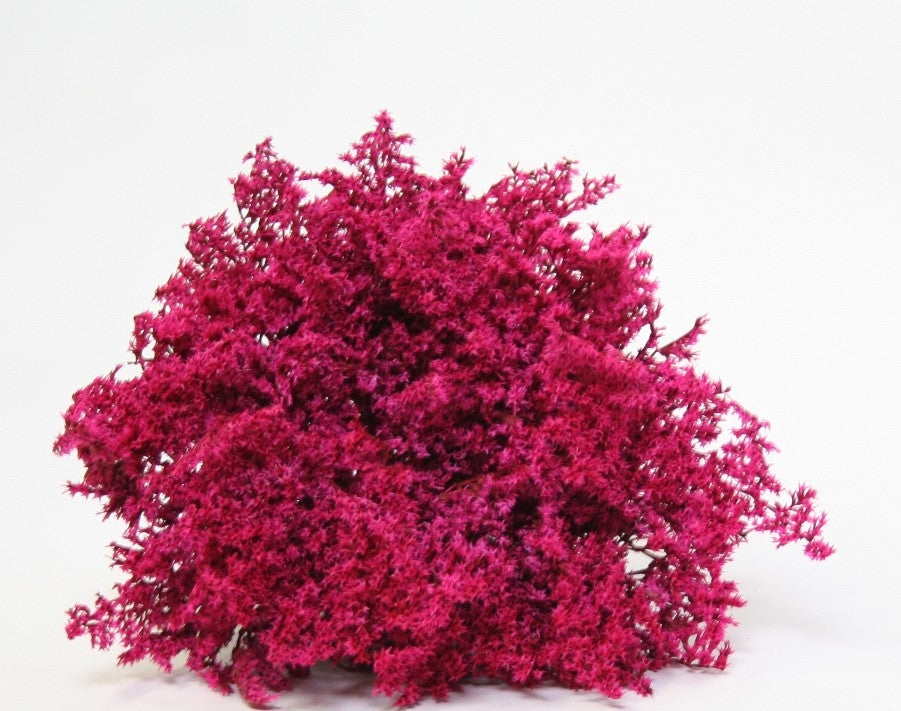 Dried Statice Tatarica Cerise