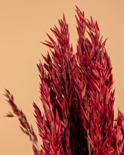 Getrocknete Hafer Avena Rot