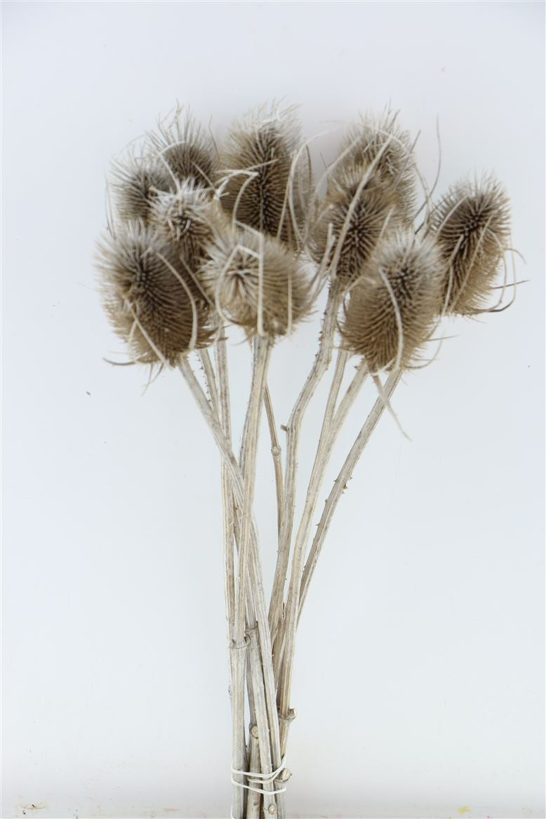 Gedroogde Dipsacus distel