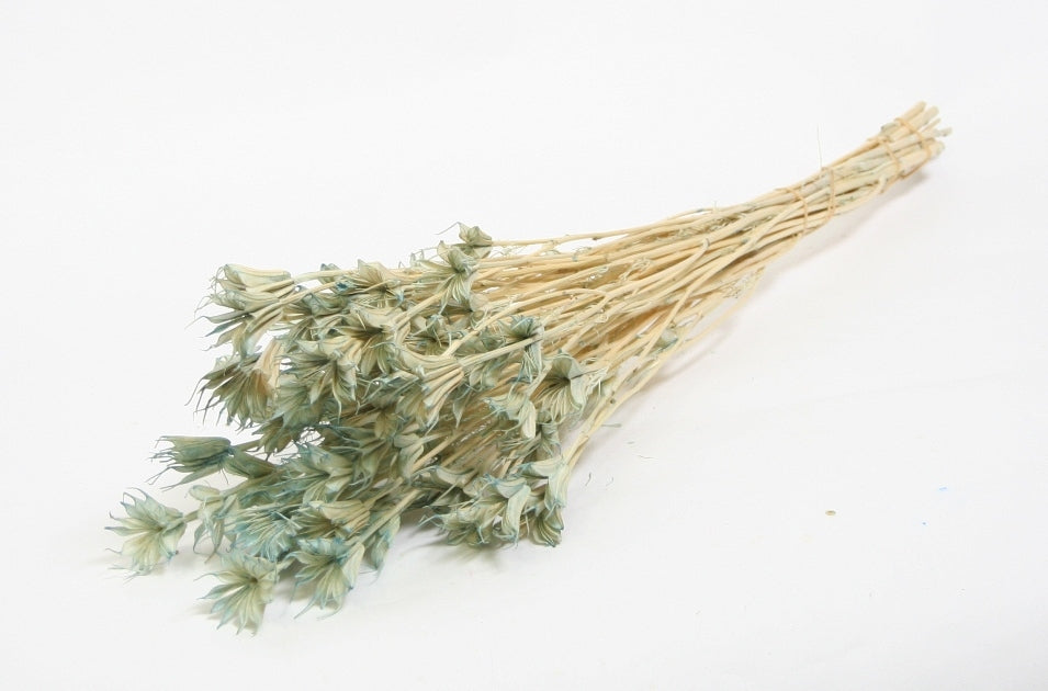 Dried Nigella Orientalis Bleaked Light Blue