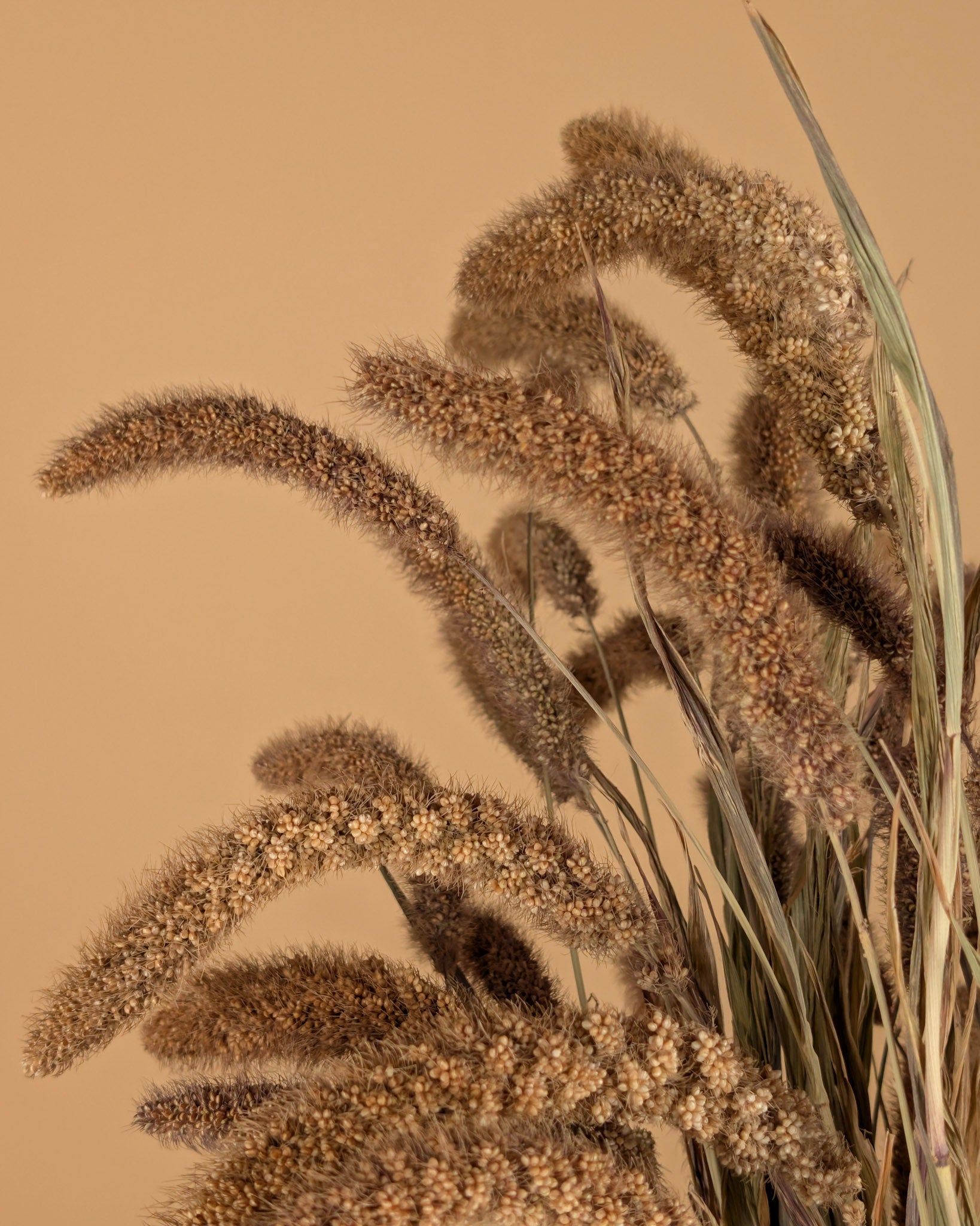 Gedroogde setaria italica – naturel