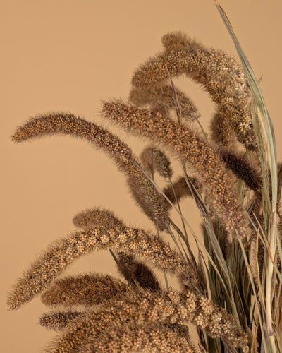 Gedroogde setaria italica – naturel