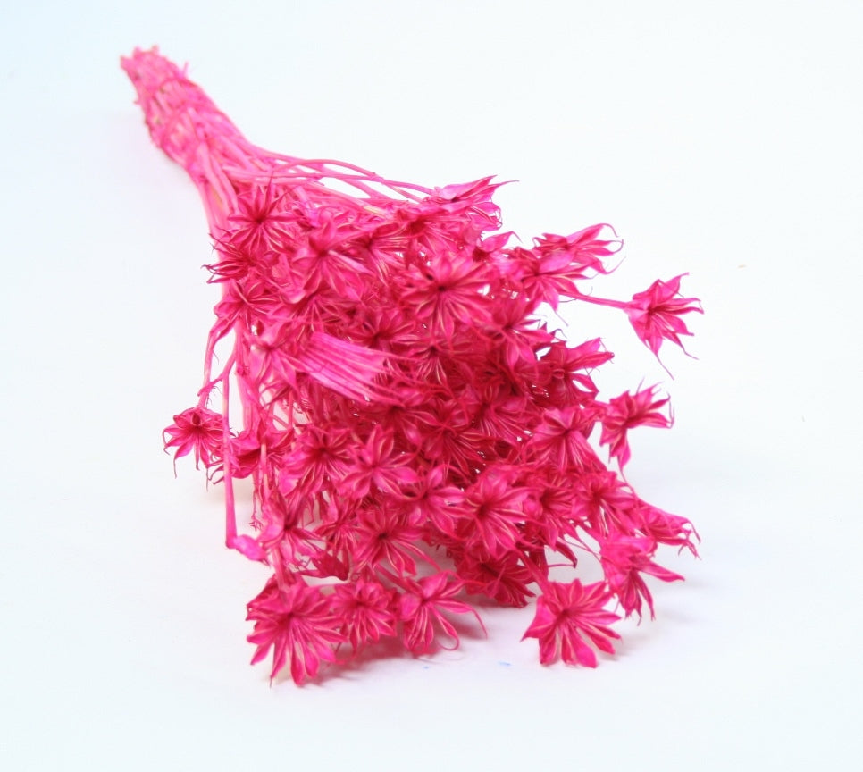 Dried Nigella Orientalis Bleaked Cerise