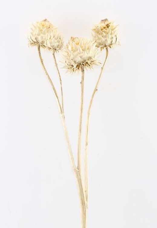 Cynara durch Stamm gebleicht