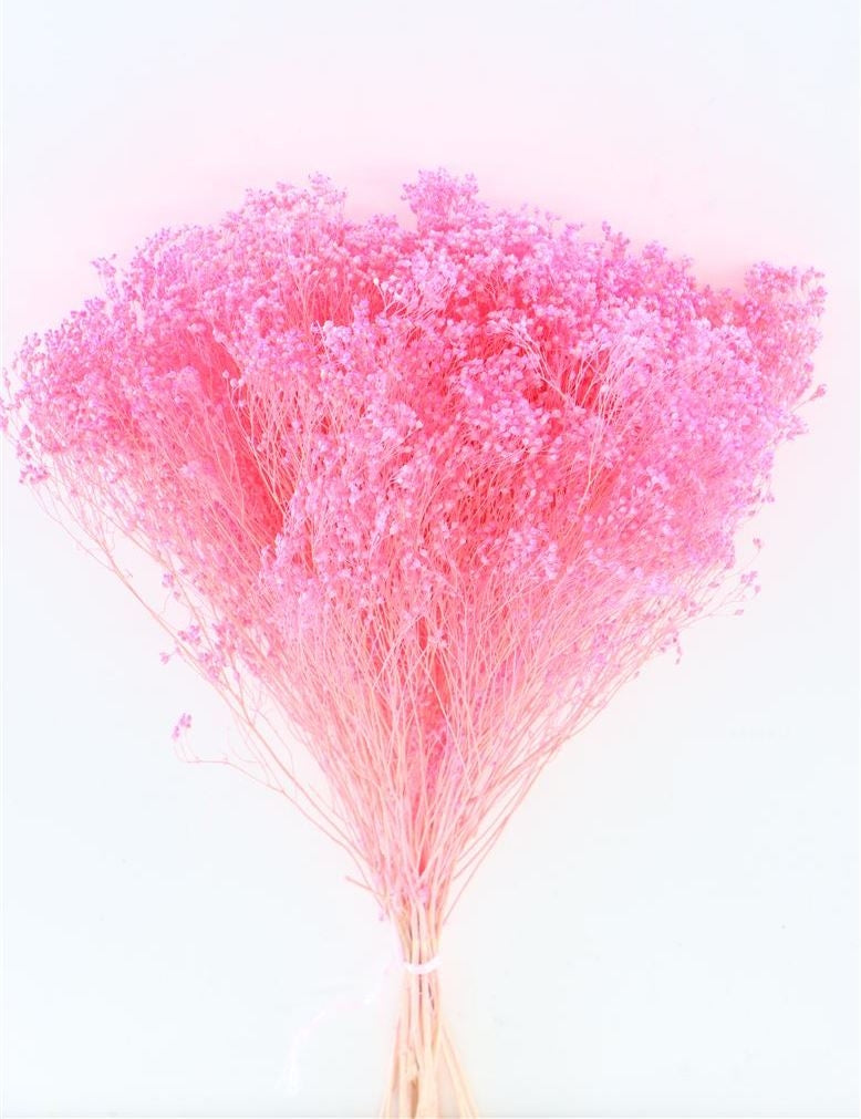 Dried broom bloom bleached fuchsia