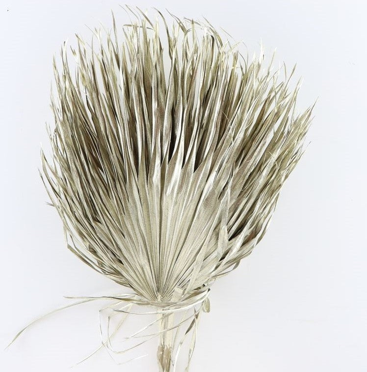 Chamaerops stöbern große metallische Platin -getrocknete