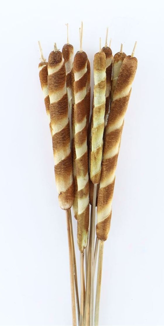 Biodi Typha tigre gedroogd