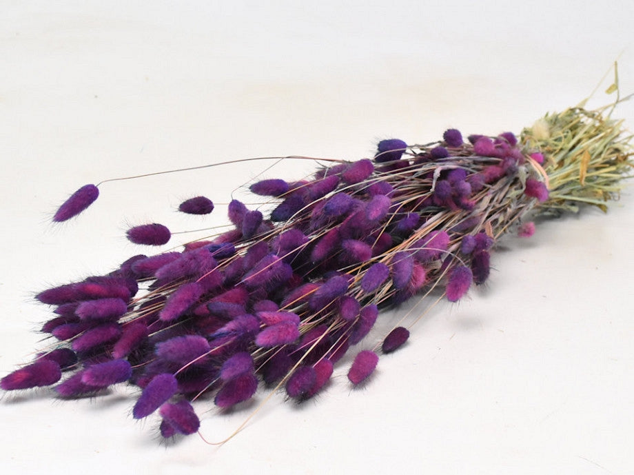 Dried Lagurus Ovatus Purple Flame