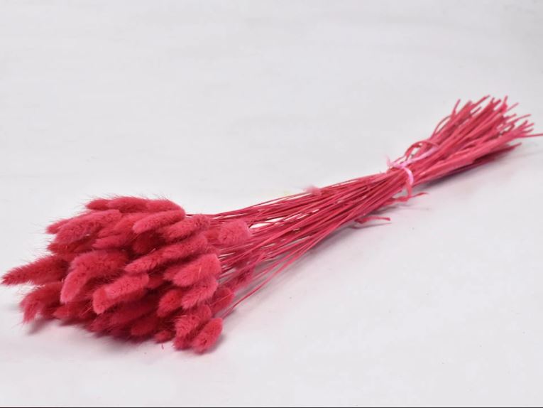 Dried Lagurus Ovatus Soft Red
