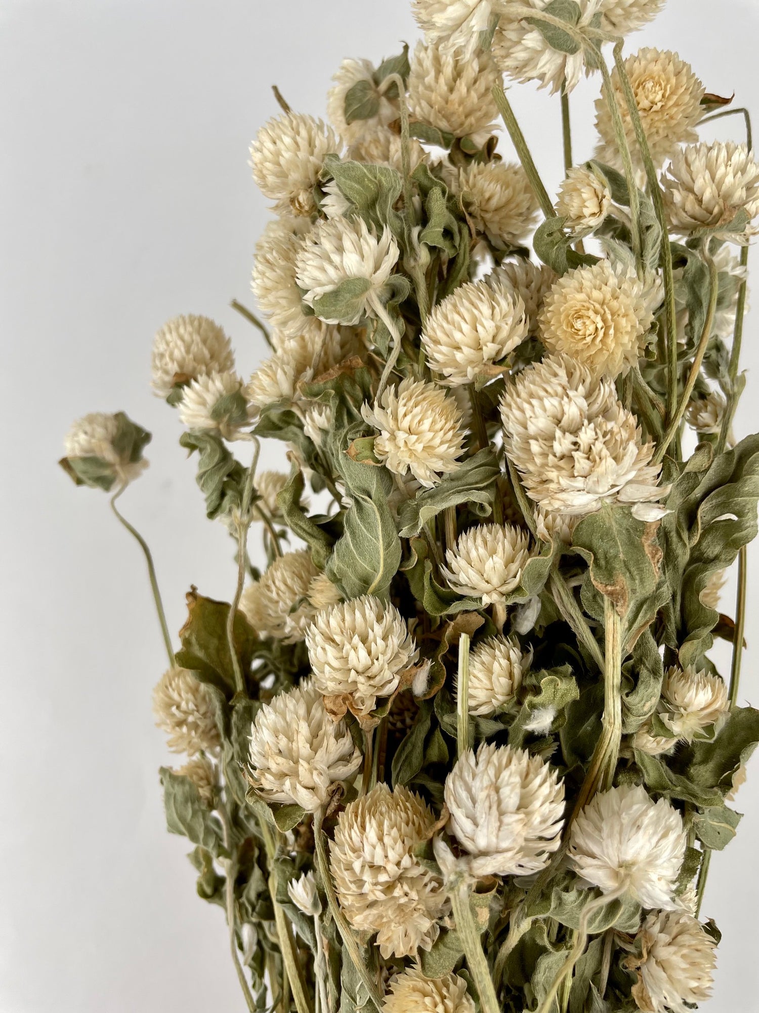 Gomphrena séché blanc