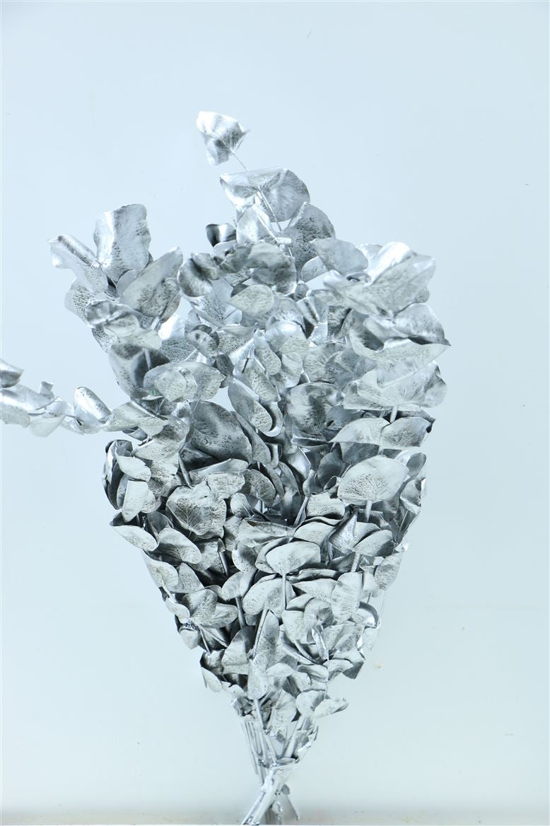 Eucalyptus Espiral silver preserved