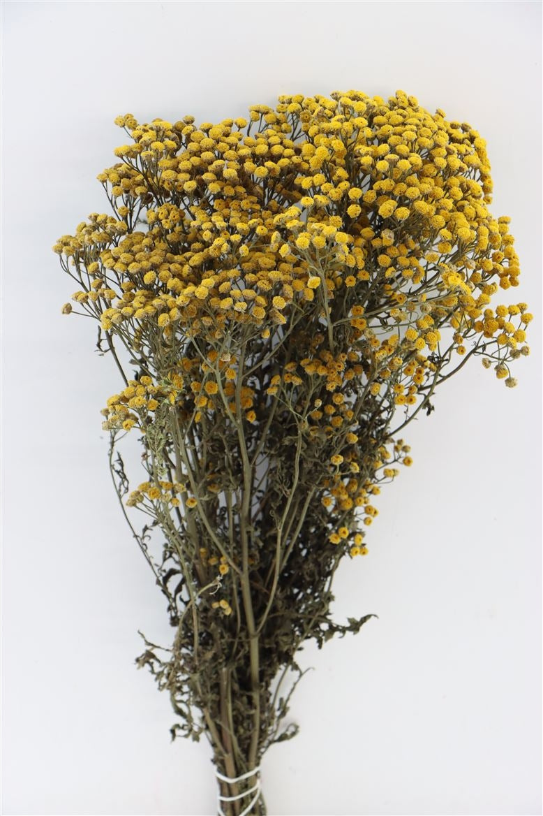 Tanacetum jaune séché (herbe pharmaceuse)