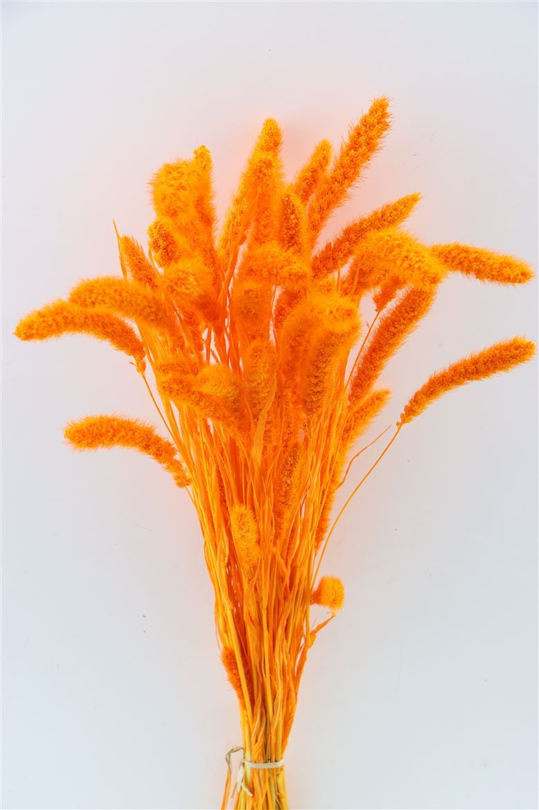 Dried setaria bleached orange