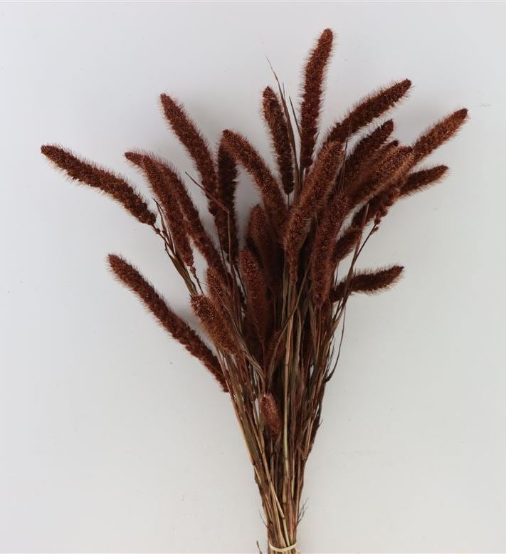 Gedroogde Setaria mahonie