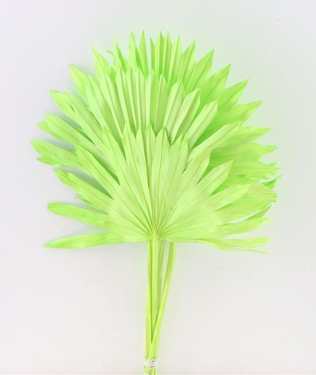 Sun spear apple green