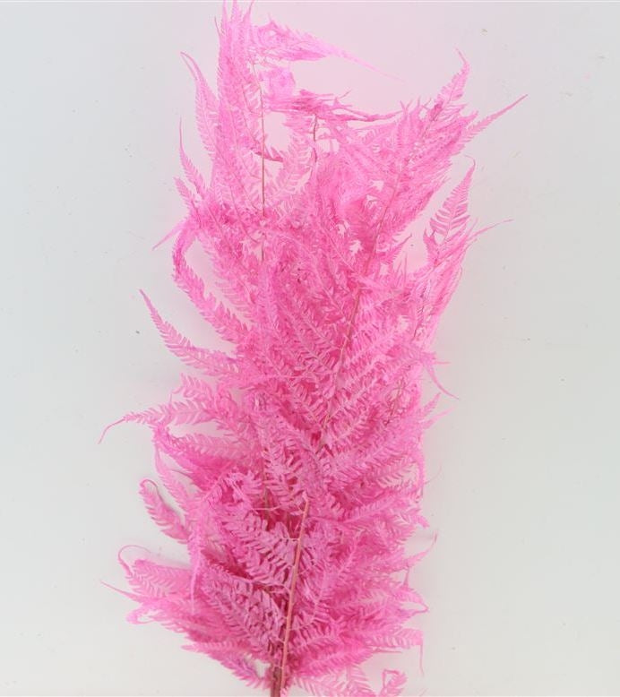 Royal Fernrosa getrocknet