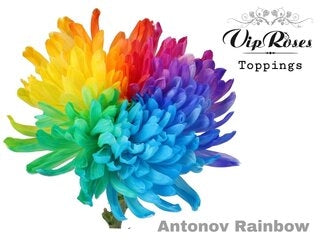 10 mono chrysanthemum décoratif Antonov Rainbow