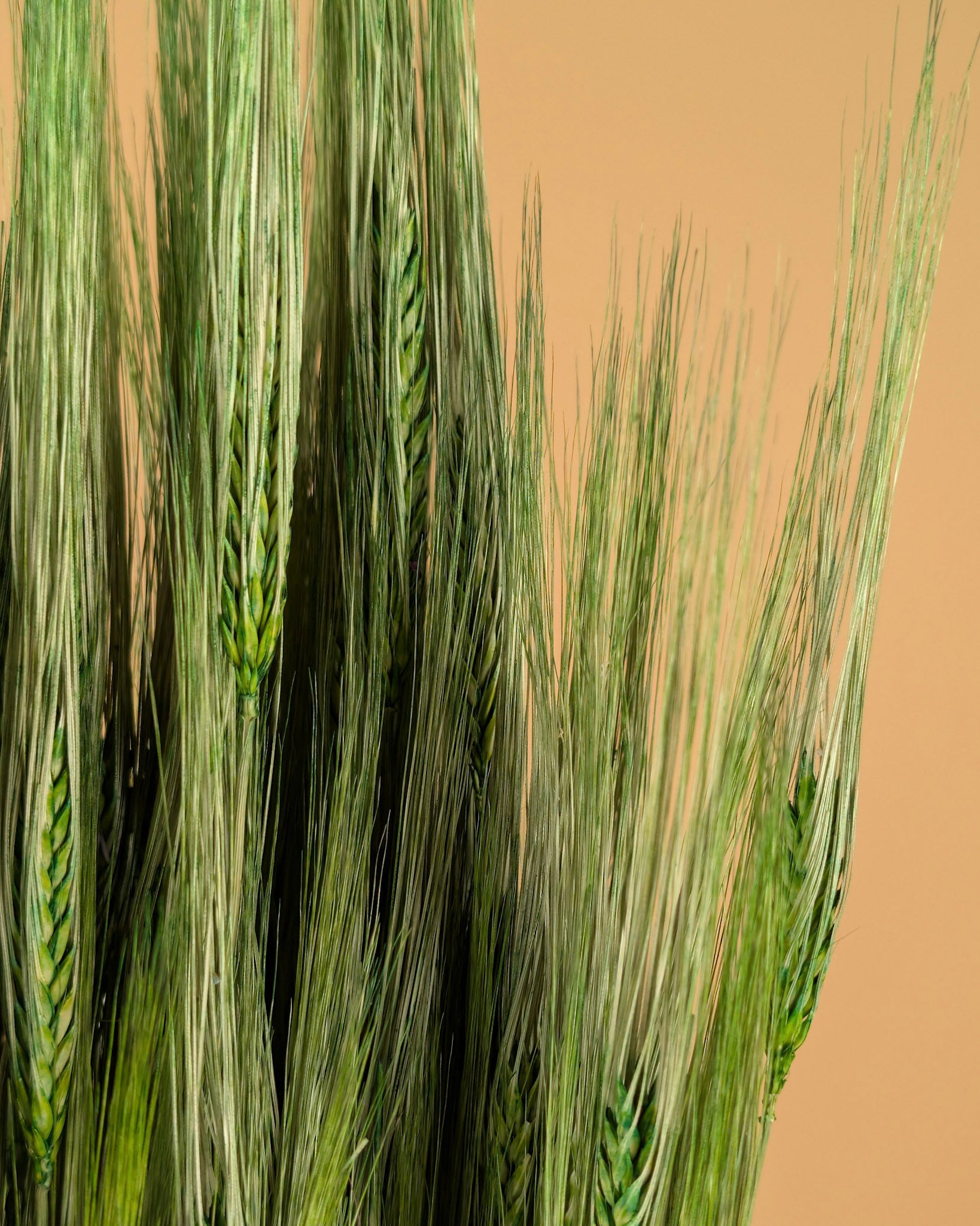 Gedroogde Gerst – groen