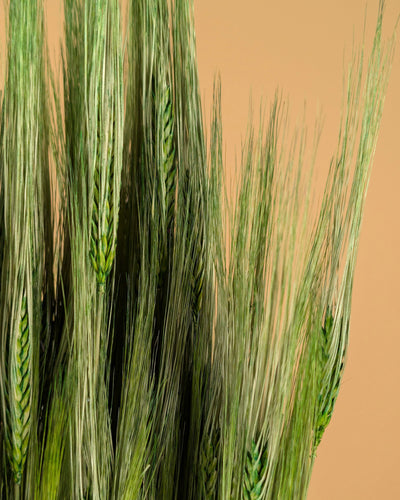 Barley green 70cm