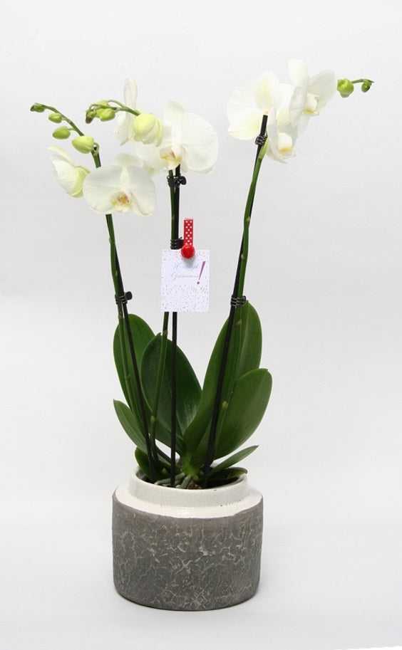 Phalaenopsis Orchidee wit 3 takken in keramiek Durban wit