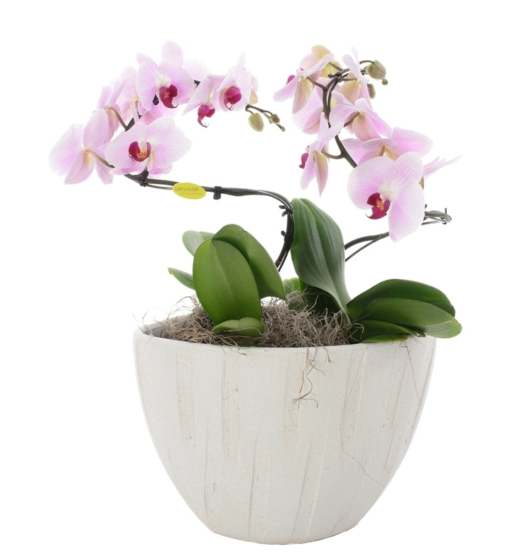 Phalaenopsis a joué dans une crème Vase Luca