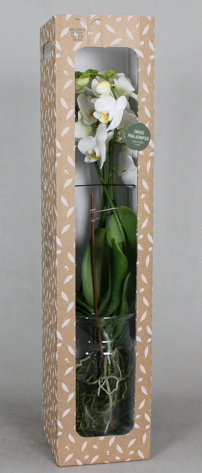 Phalaenopsis visible in a glass vase with carrots